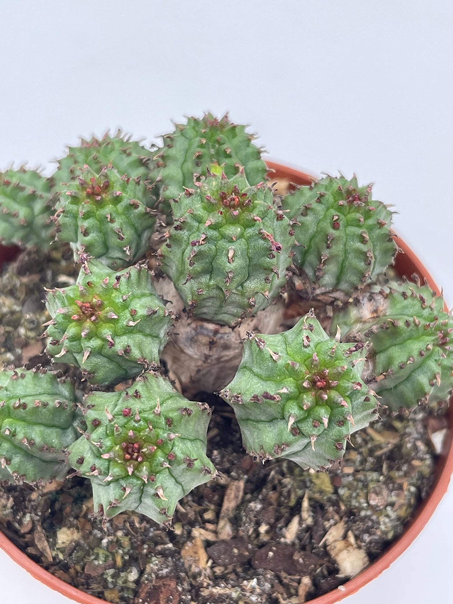 Euphorbia Horrida, 3 inch, African Milk Barrel