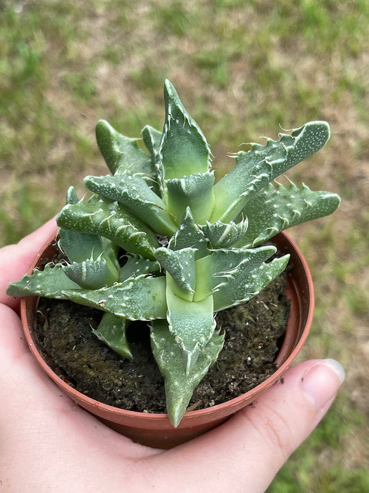 Tiger's jaw, Faucaria tigrina, Very Rare in 3 inch Pot,