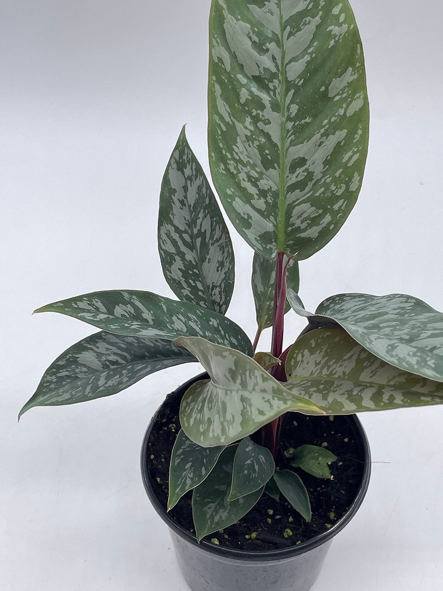 Apoballis Acuminatissima Lavallei, 4 inch, Rare Selby, Beautiful Houseplant