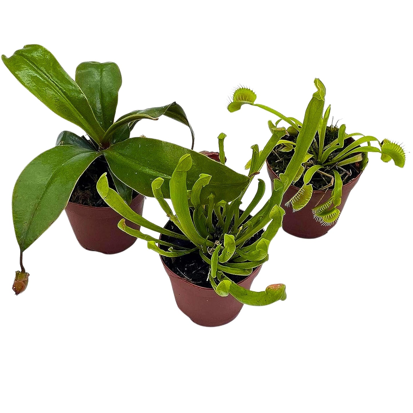 Carnivorous Plant Assortment Set, All Different Plant Species, 3 Live Potted Plants in 2 inch Pots by BubbleBlooms