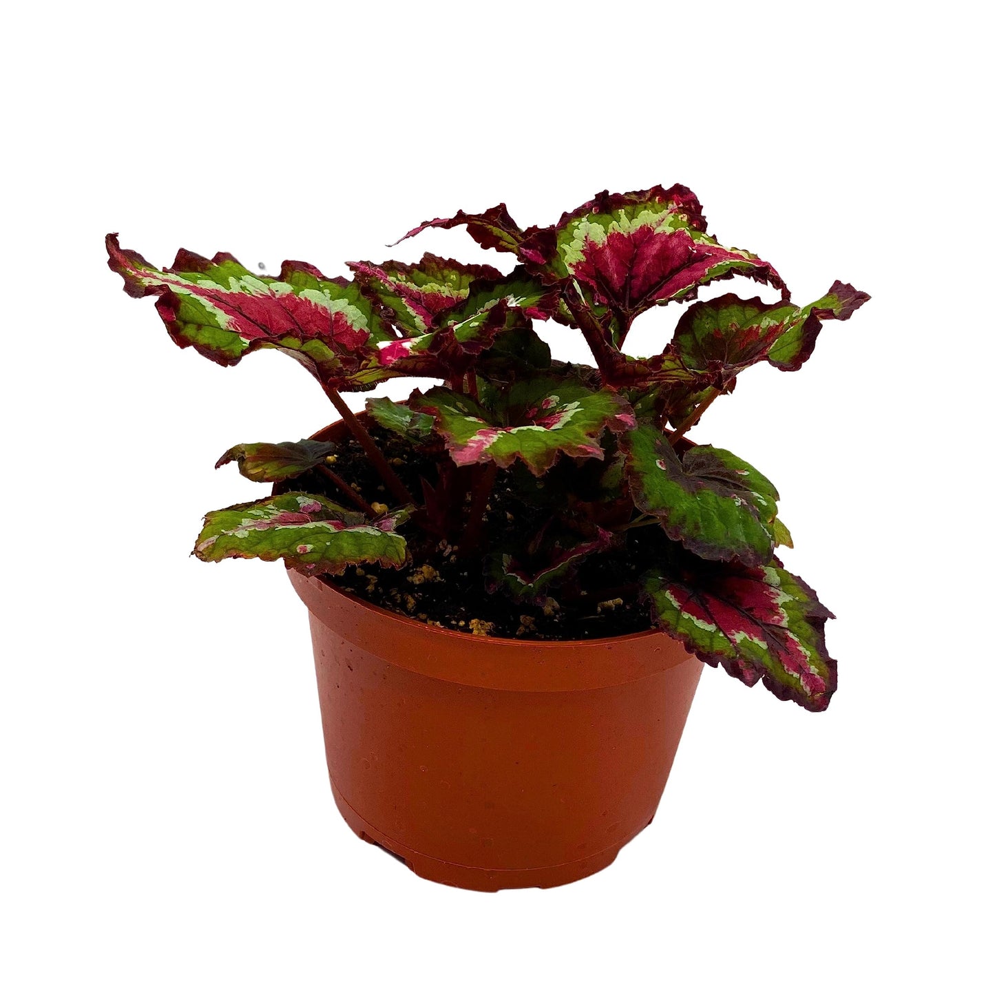 Harmony's BubbleBlooms Red Tail, Variegated Begonia Rex in 6 inch Pot