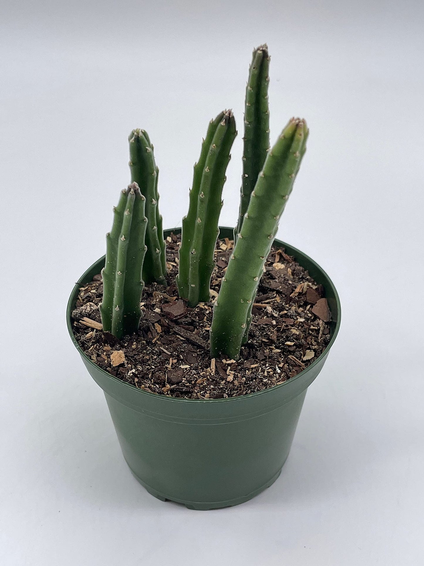 Stapelia Similis, Similar Stapelia, 4 inch Pot, Black Starfish Flower, Rare Huernia