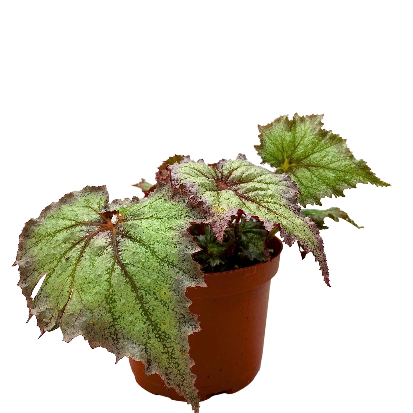 Harmony's BubbleBlooms Daenerys Begonia, Variegated Begonia Rex in 6 inch Pot