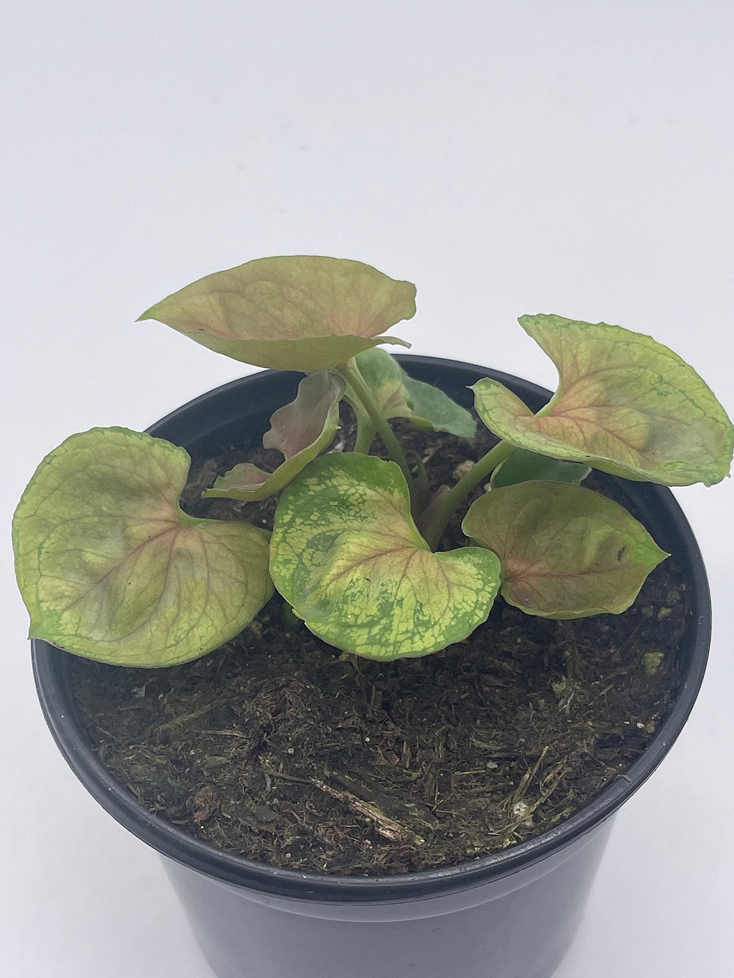 Syngonium Podophyllum, Mango Allusion, 4 inch, Arrowhead Vine