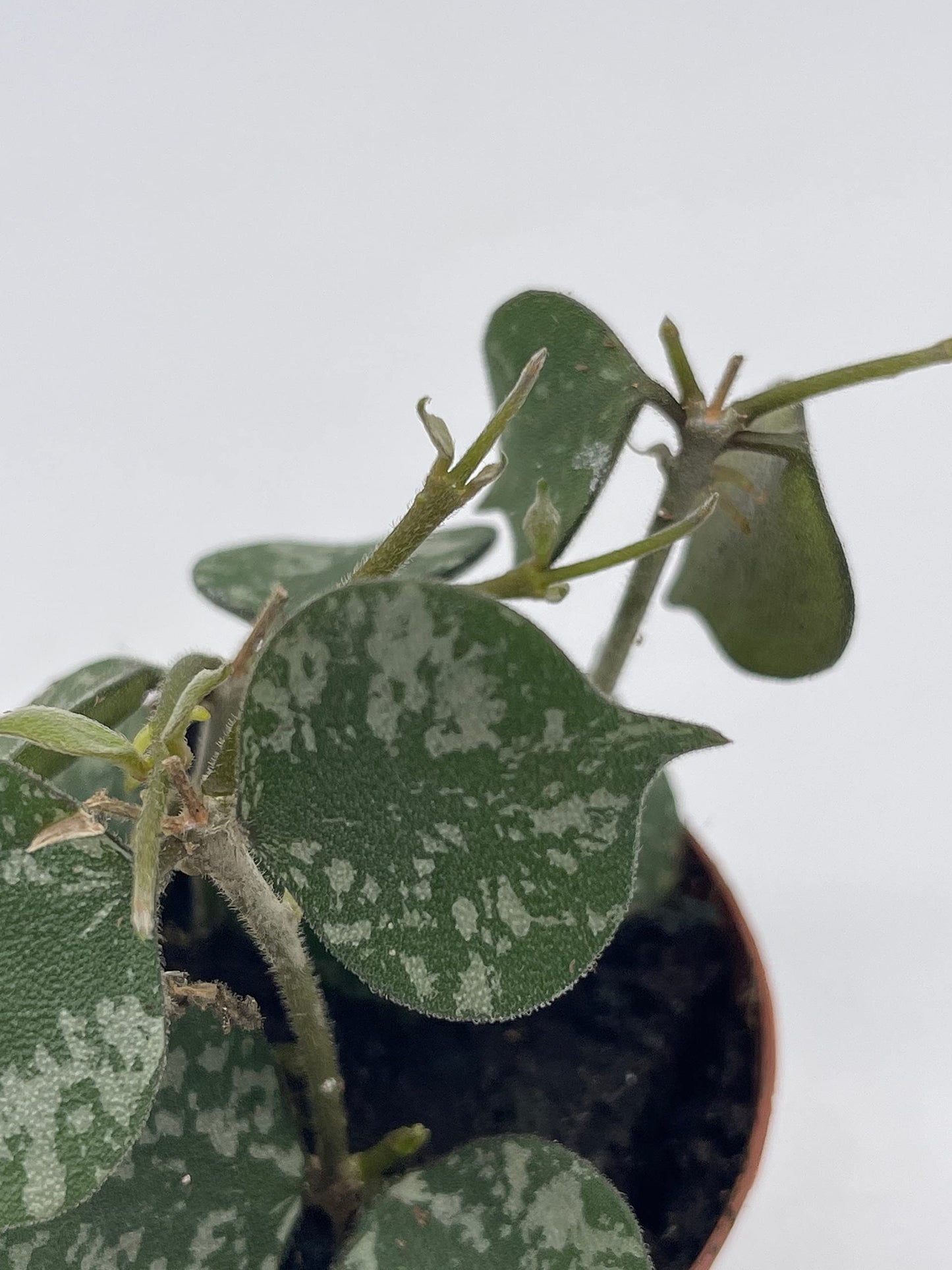 Hoya Curtisii in a 2 inch Pot Porcelain Flower, Hoya Aloha