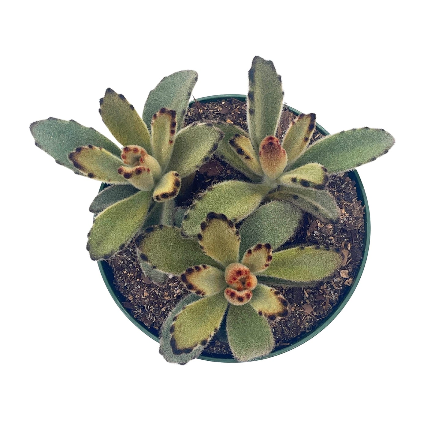 Chocolate Solider, 4 inch, Kalanchoe Tomentosa Velvet Panda Plush Plant