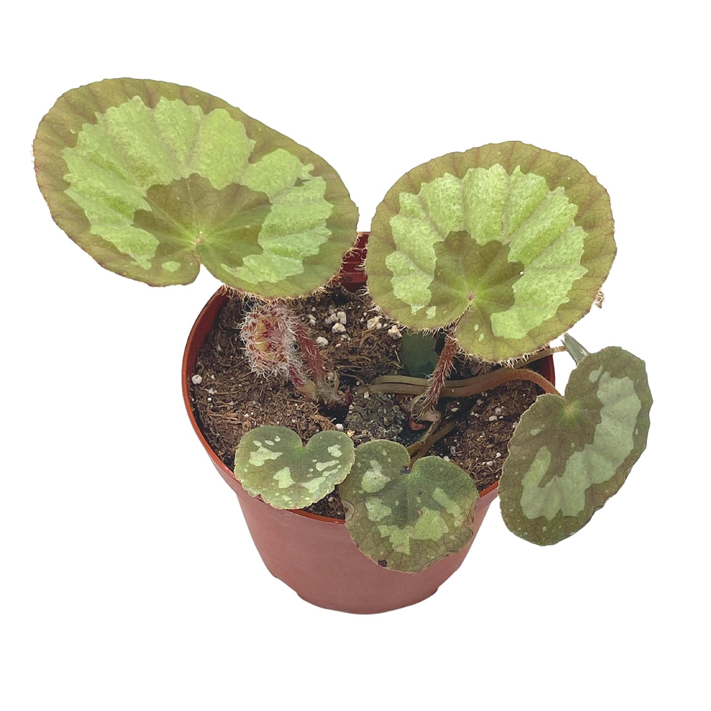 BubbleBlooms Harmony's Jingxiensis VAR Maschanica, Rare 4 inch Begonia Rex