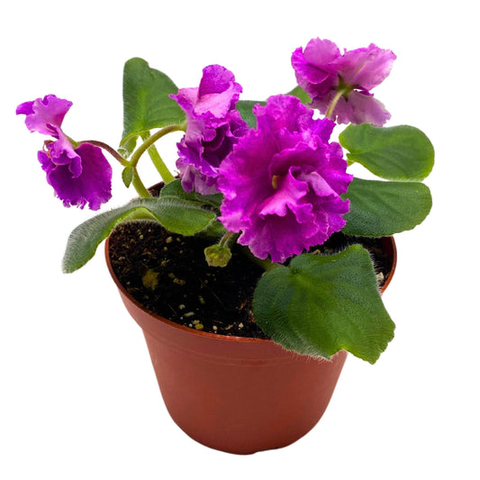 Harmony Foliage VaT Shura Mura African Violet Saintpaulia 4 inch