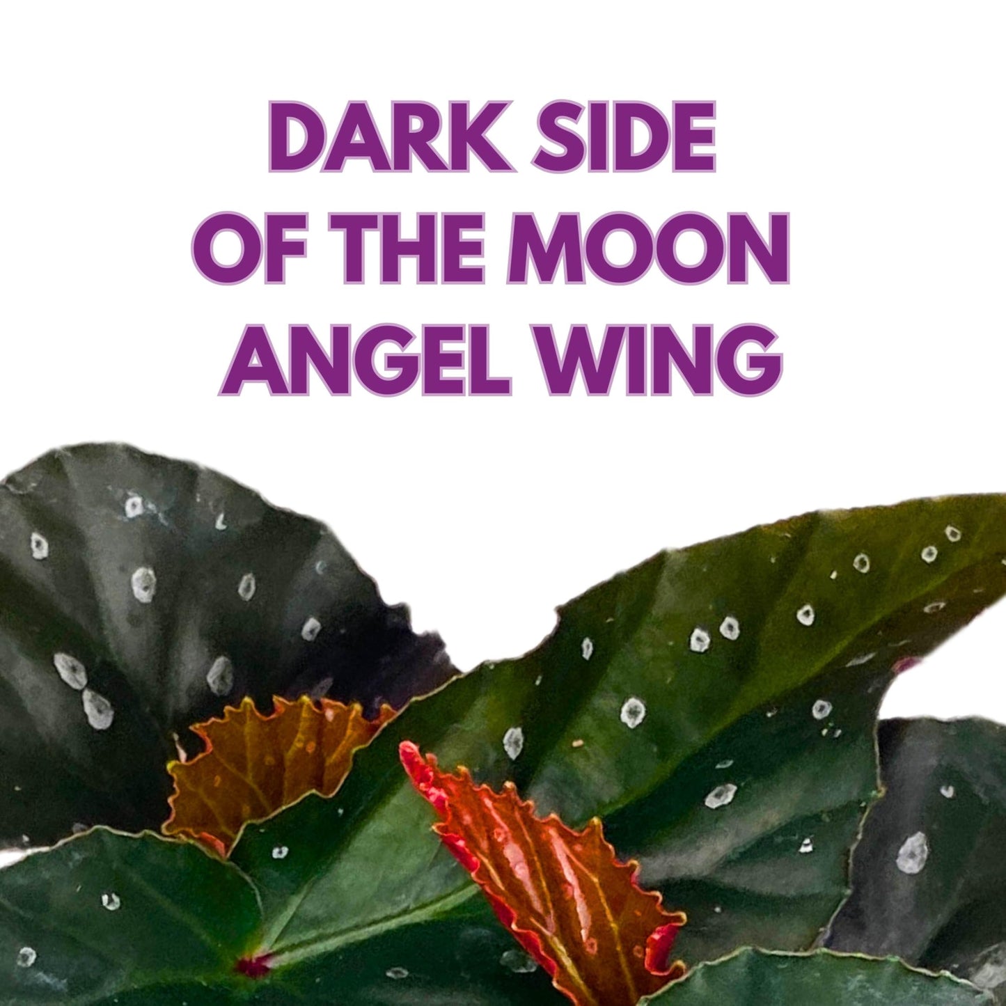 Harmony Foliage Harmony's Dark Side of The Moon Angel Wing Begonia 6 inch