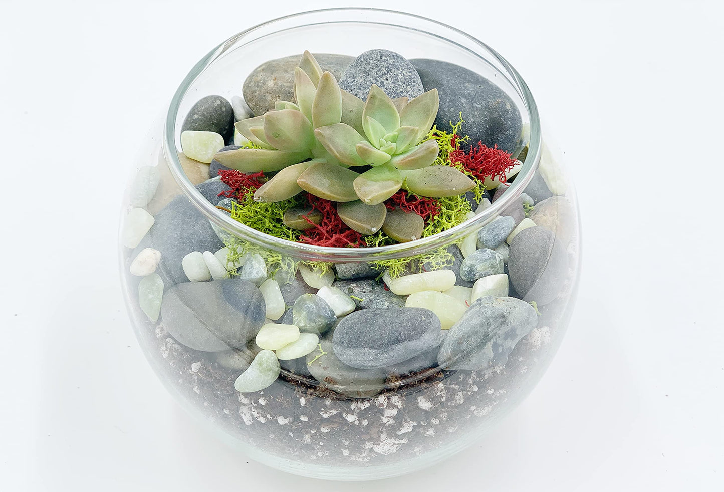 DIY Succulent Terrarium Gift Kit with Plants, Fairy Garden Kit with Reindeer Moss (Terrarium Kit Without Succulents)