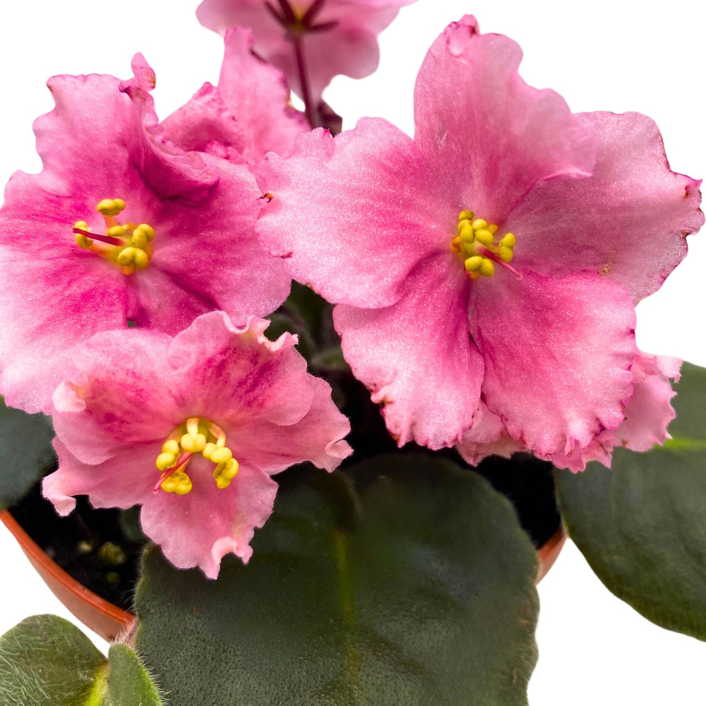 Harmony Foliage Kaylih Marie African Violet 4 inch