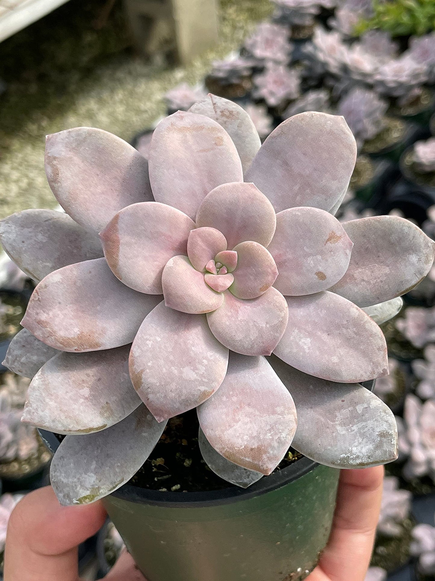 Superbum, Graptopetalum pentandrum subsp in a 4 inch Pot