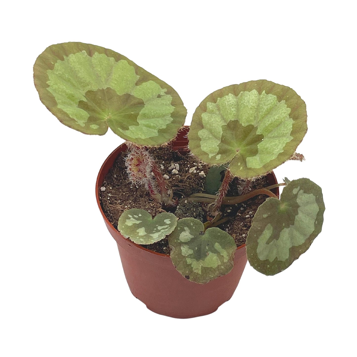 BubbleBlooms Harmony's Jingxiensis VAR Maschanica, Rare 4 inch Begonia Rex