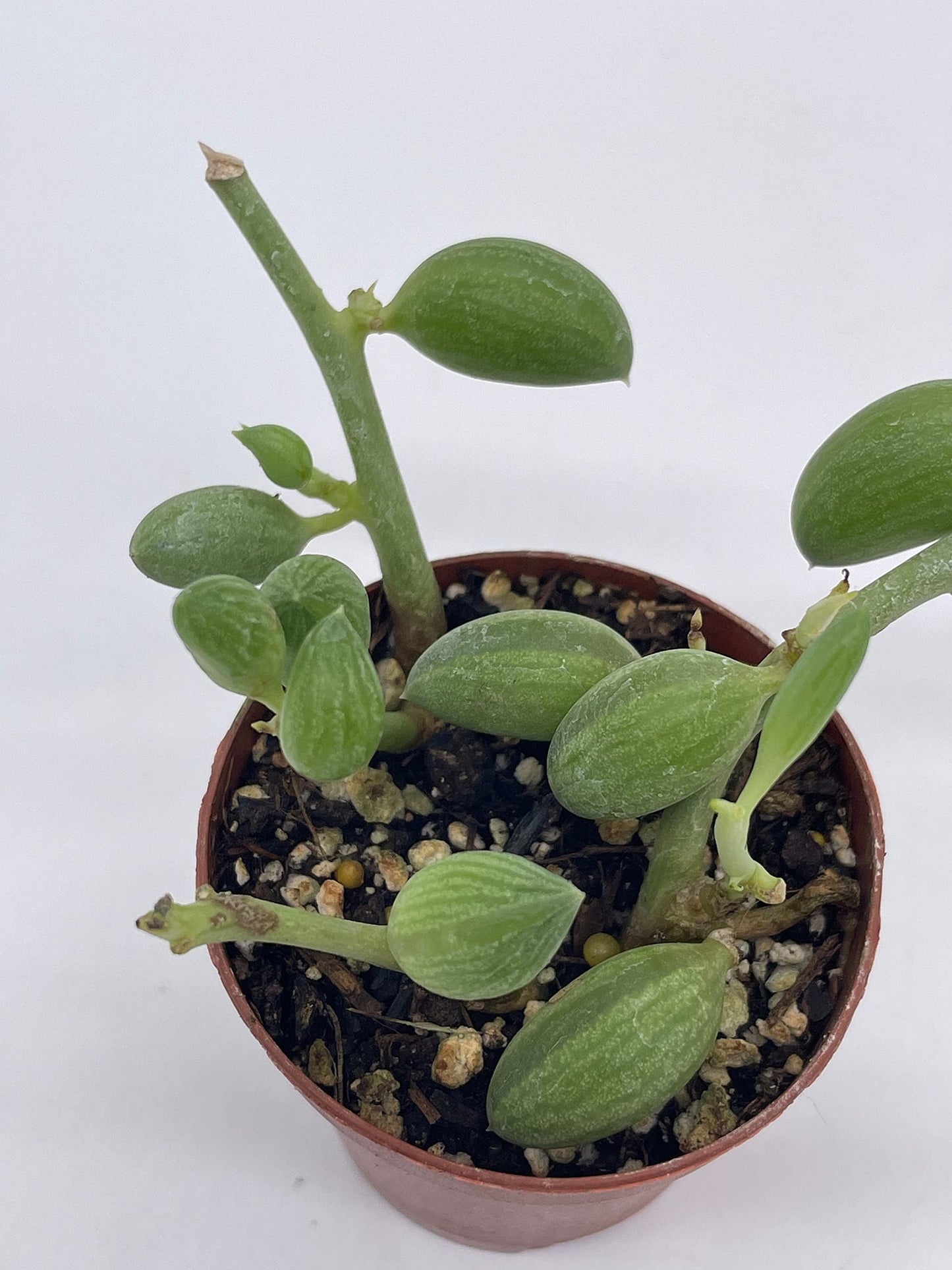 String of Watermelon, 2 inch, Senecio Curio Herreanus