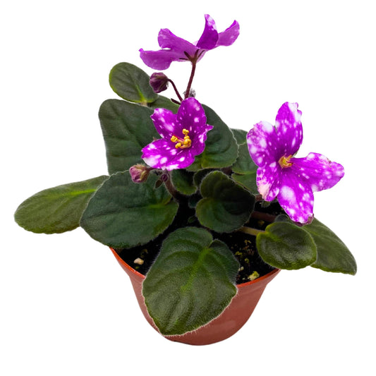 Harmony Foliage Hunter's Pew Pew African Violet Variegated Flower 4 inch