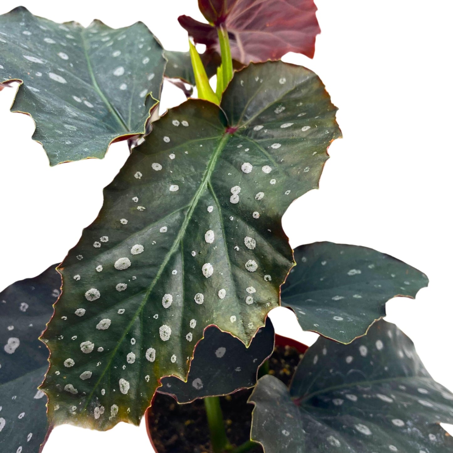 Harmony Foliage Harmony's Witcher Angel Wing Begonia 4 inch