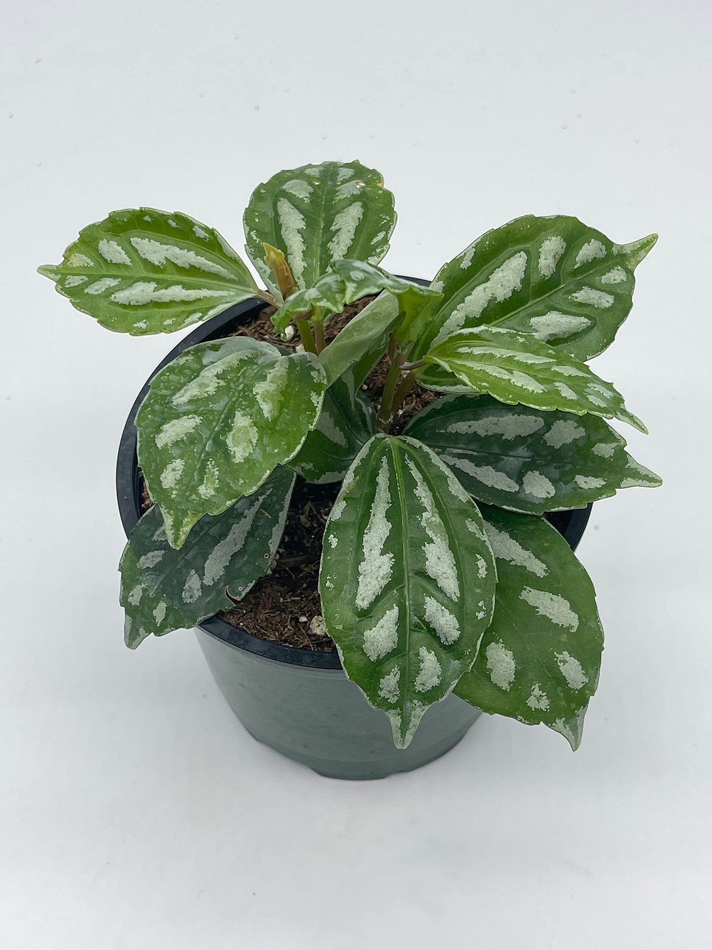 Watermelon Pilea Cadierei, Aluminum Plant, 4 inch