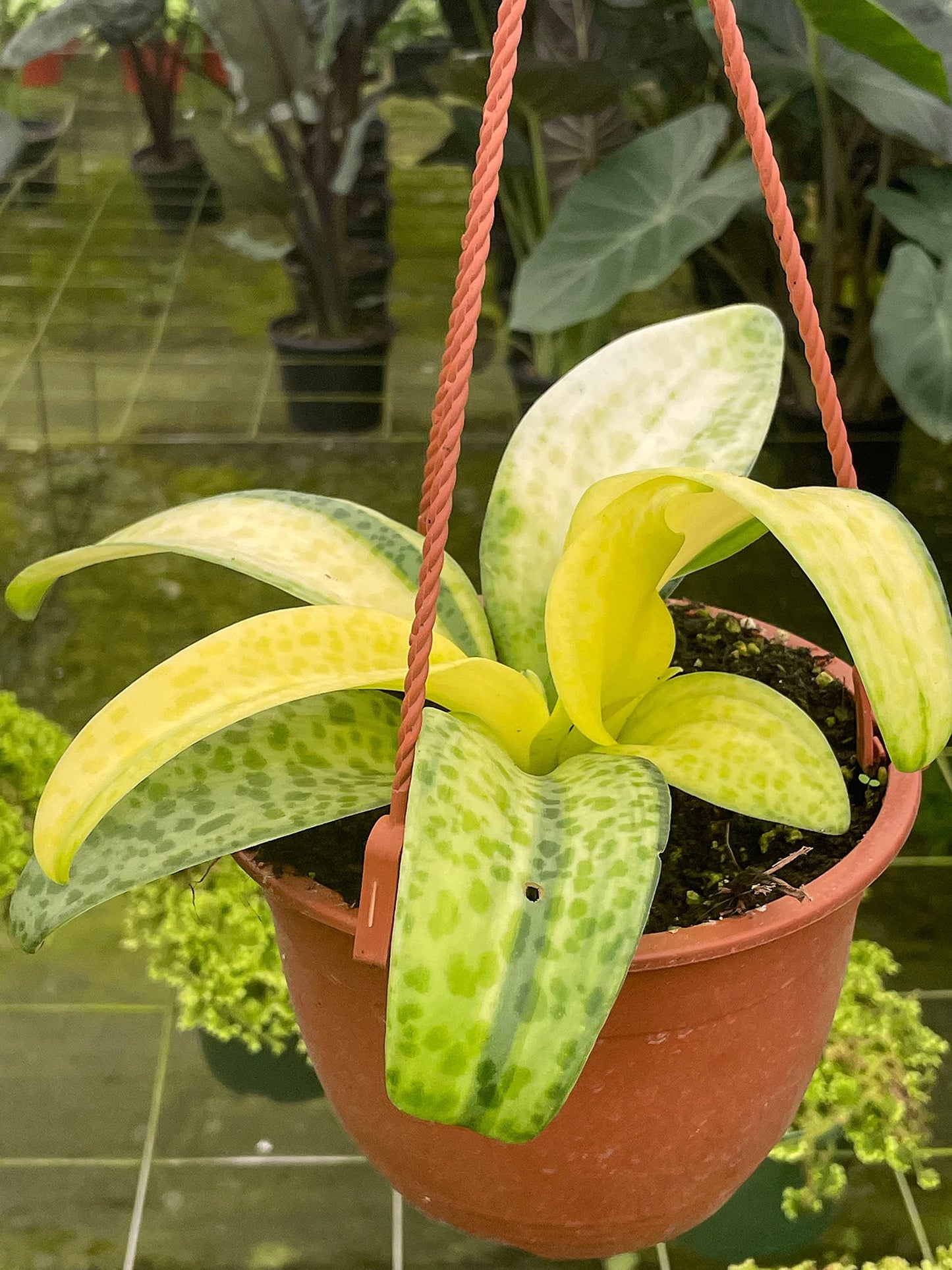 BubbleBlooms Dragonfruit Cactus in a 4 inch Pot White-fleshed Pitahaya, Selenicereus undatus