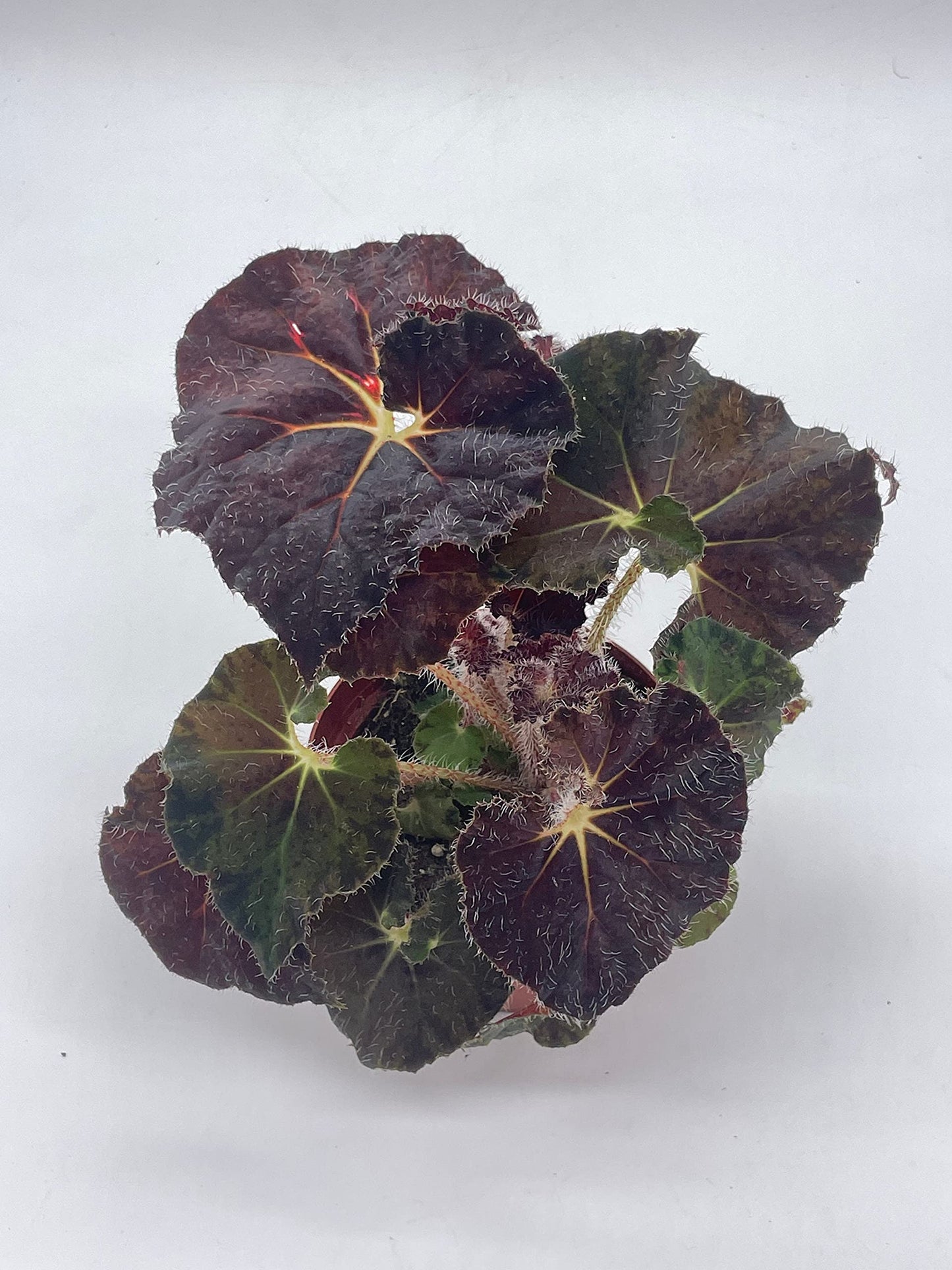 BubbleBlooms Harmony's Dark Purple Begonia Rex, Galaxy, with White Hairs, 4 inch Painted-Leaf Begonia, Unique Homegrown Exclusive, Variegated