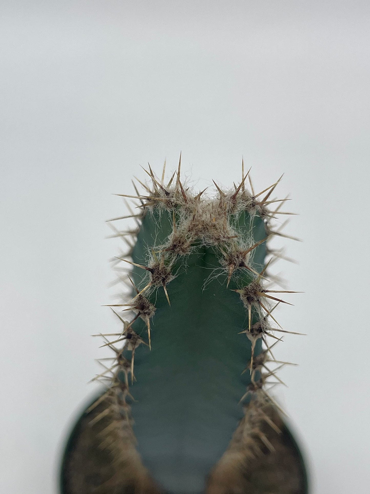 BubbleBlooms Giant Square Blue Columnar Cactus, Squared Column Cacti in a 4 inch Pot Pilosocereus pachycladus