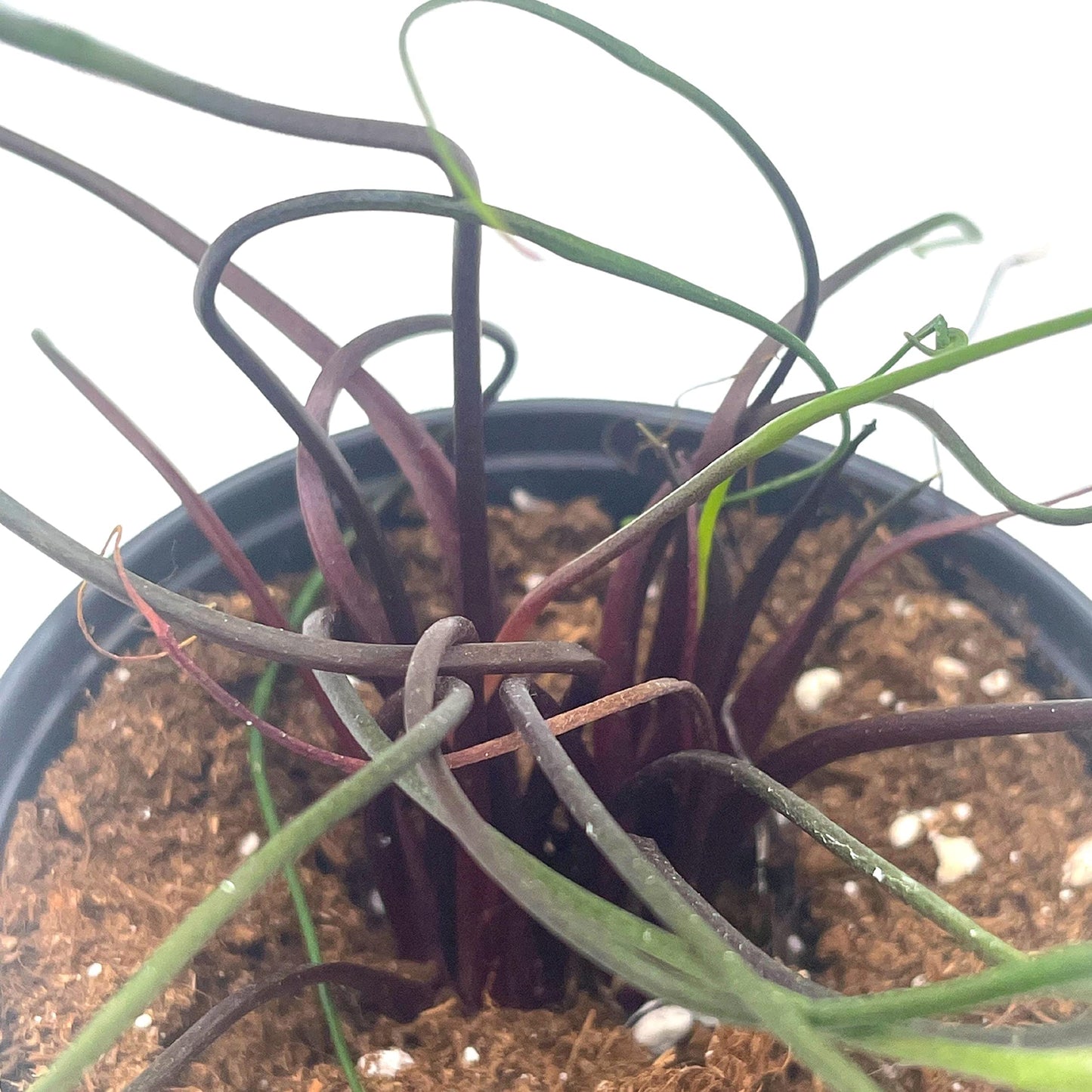 Alocasia Flying Squid Plumbae, 4 inch, Rare House Plant