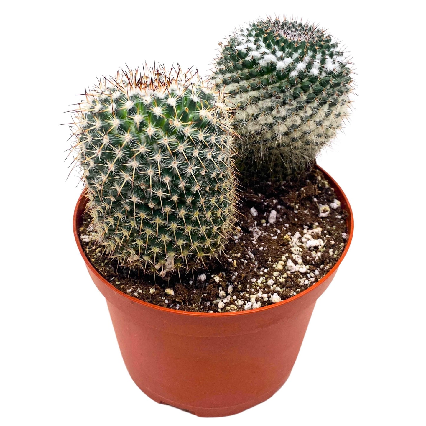 BubbleBlooms Old Lady Pincushion Cactus 4 inch