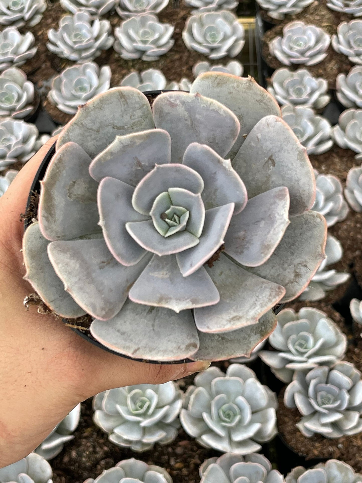 Echeveria Lilacina, White Ghost echeveria, Mexican hens and Chicks, Variegated Kimnach & Moran in a 3 inch Pot