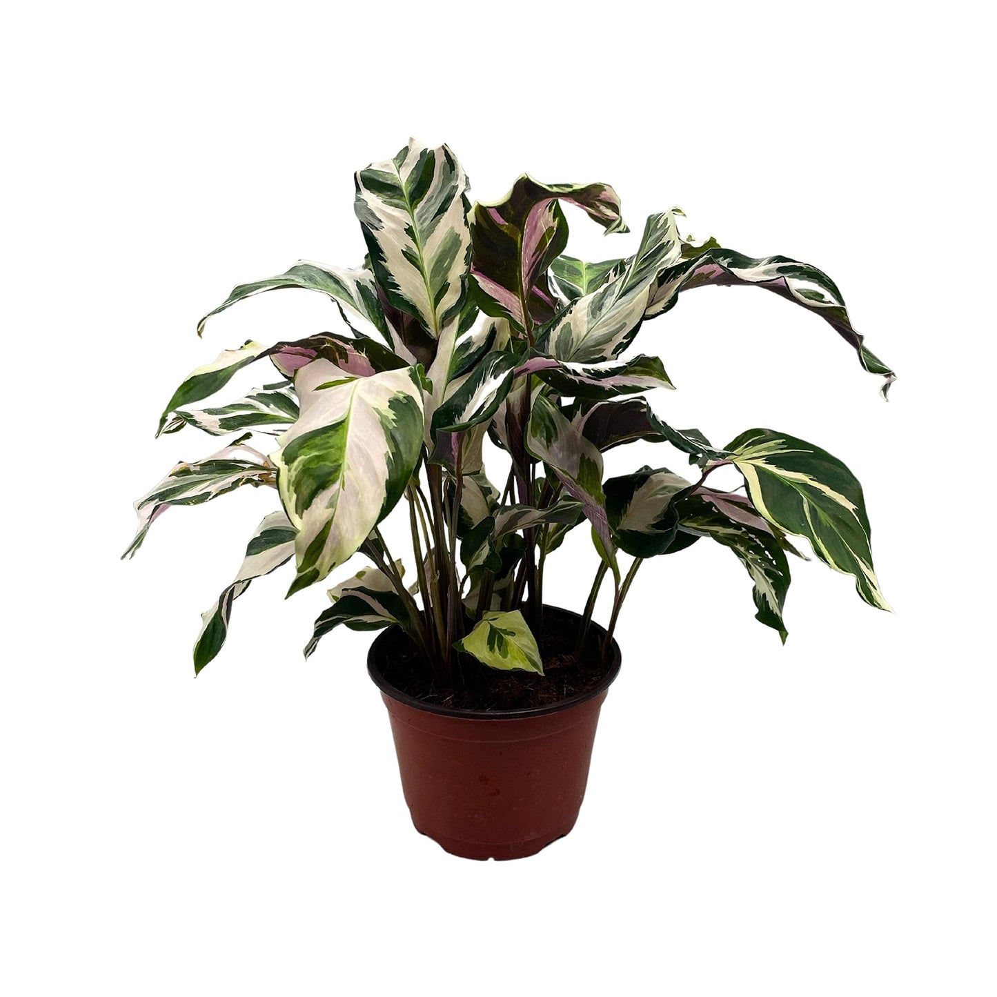 Calathea Stella, 6 inch, Beautiful White Variegated House Plant Lietzei Fusion White