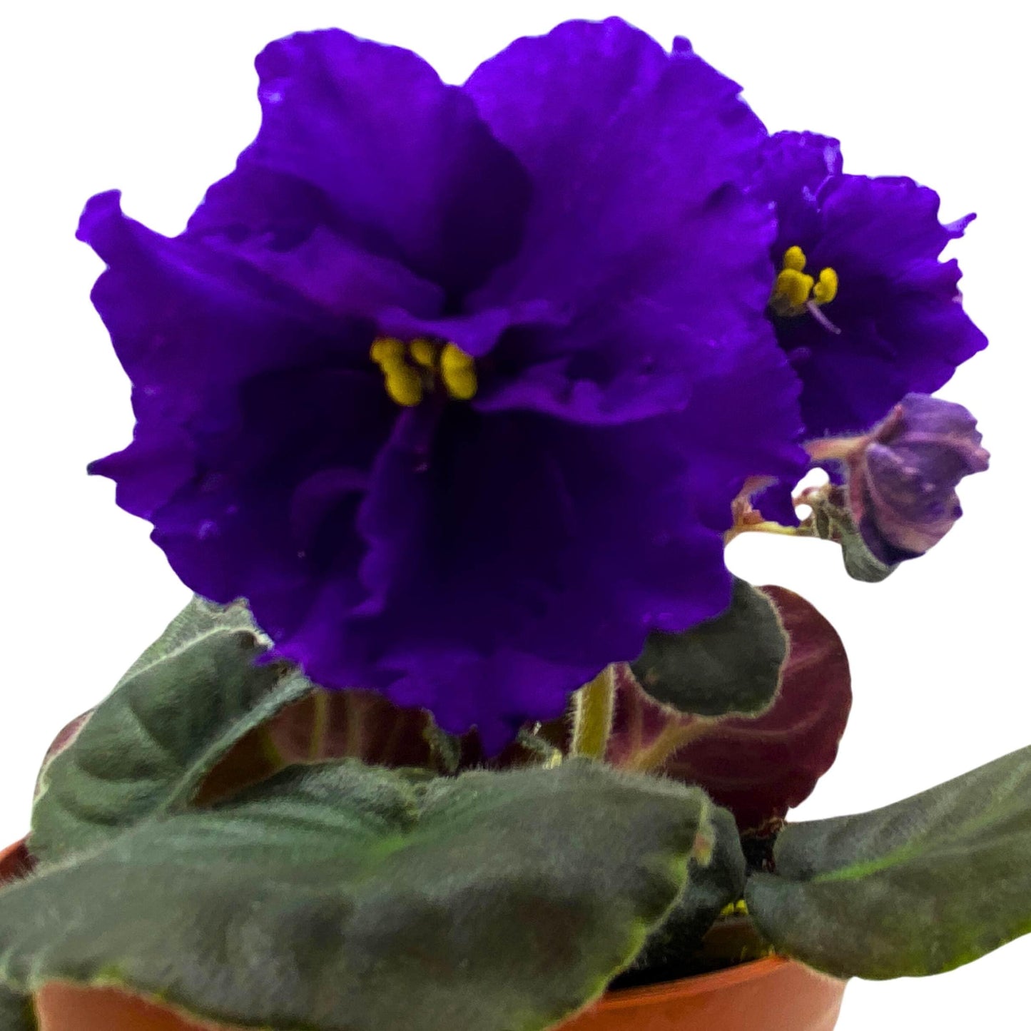 Harmony Foliage Festival on Ice African Violet Saintpaulia 4 inch