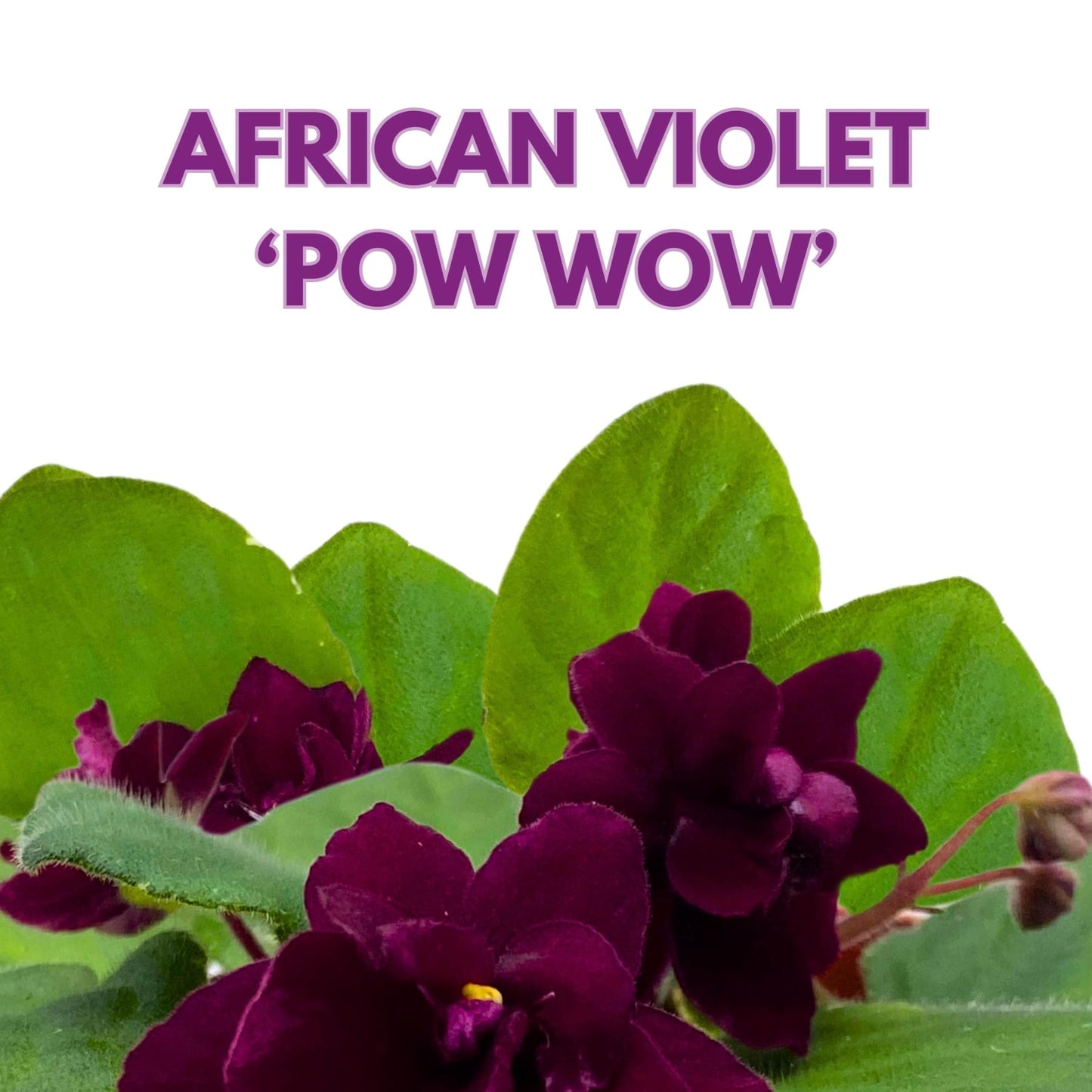 Harmony Foliage Pow Wow Variegated African Violet 4 inch