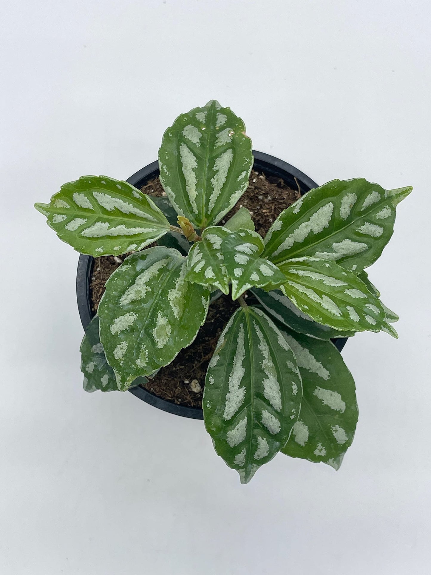 Watermelon Pilea Cadierei, Aluminum Plant, 4 inch