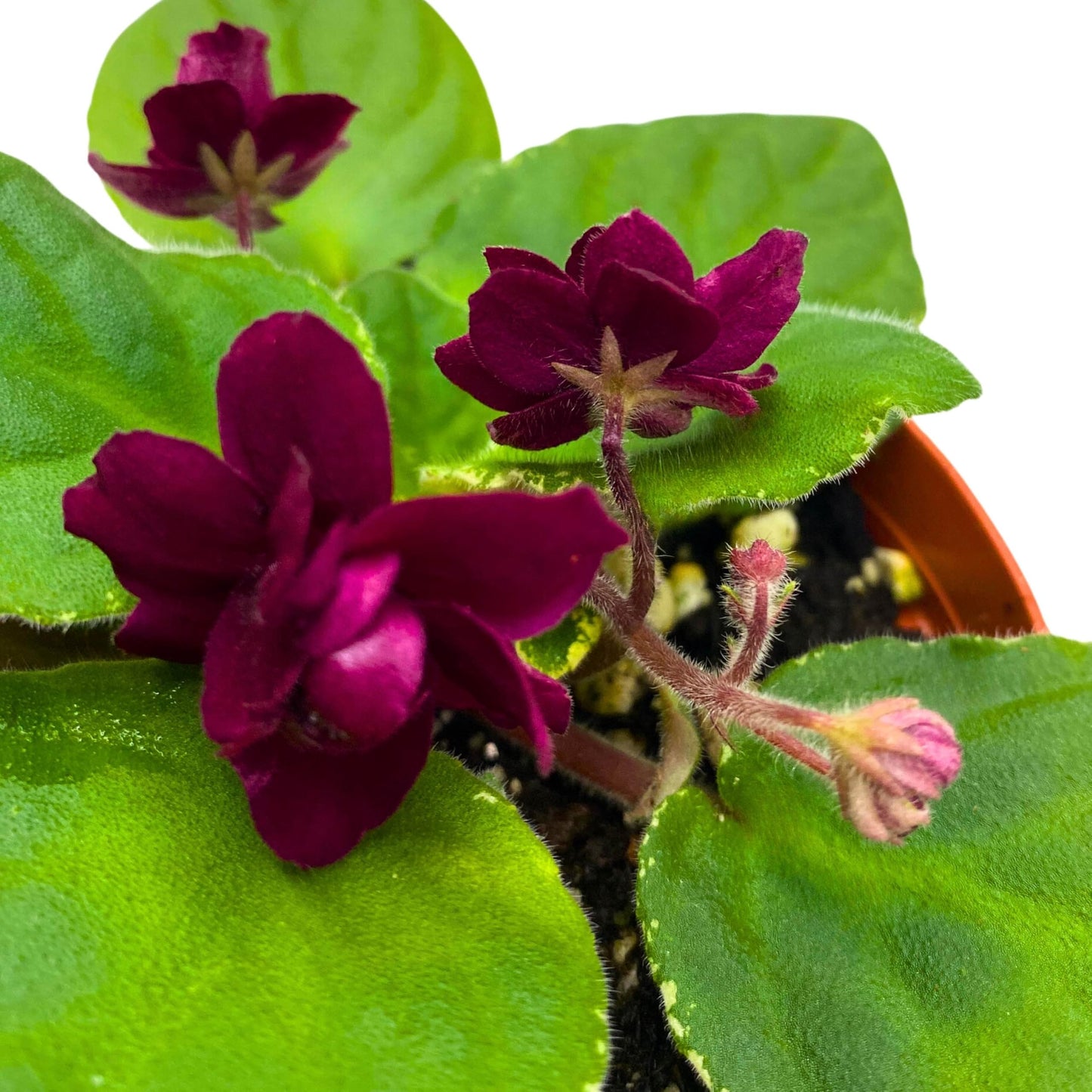 Harmony Foliage Pow Wow Variegated African Violet 4 inch