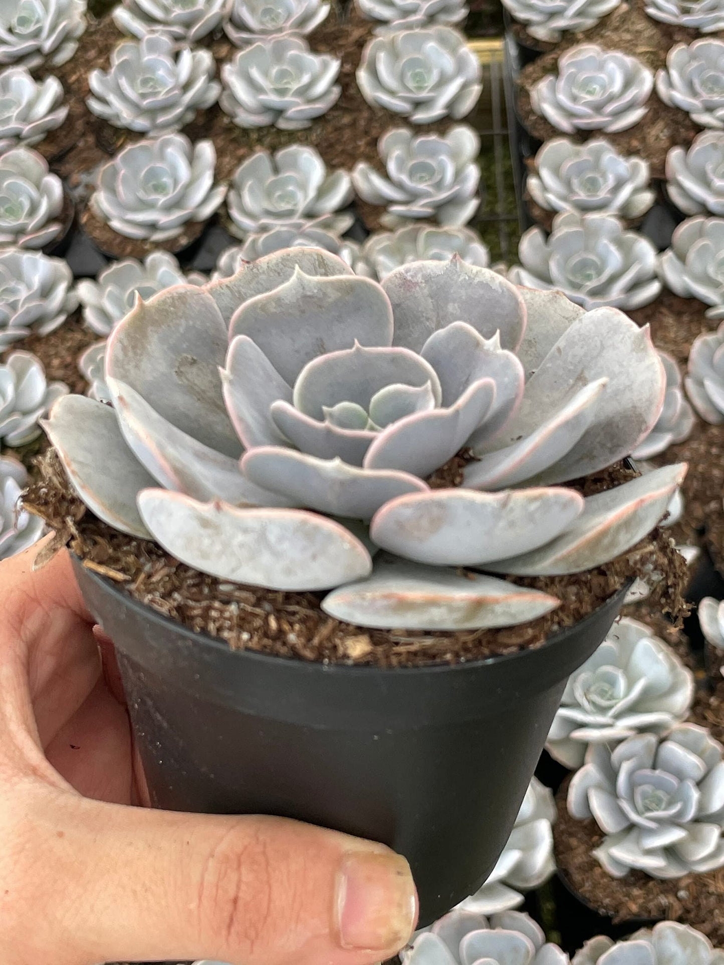 Echeveria Lilacina, White Ghost echeveria, Mexican hens and Chicks, Variegated Kimnach & Moran in a 3 inch Pot