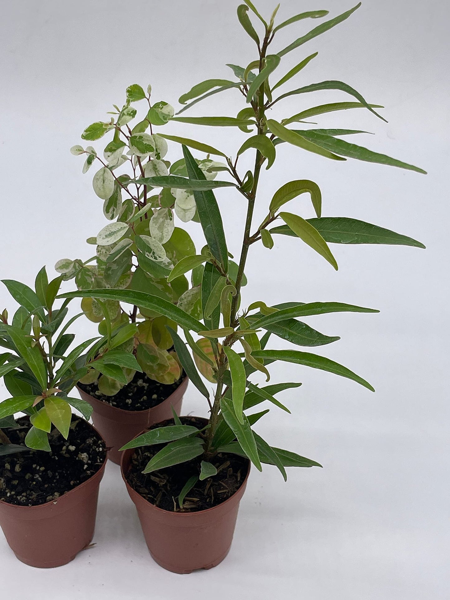 Pre-Bonsai & Ficus Assortment, 2 inch pots, 3 Different Shrubby Ferns, Bonsai Starts