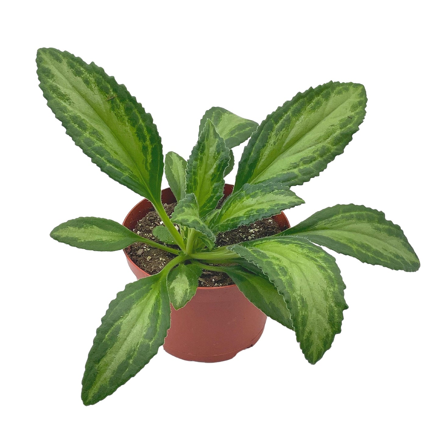 BubbleBlooms Harmony's Destiny Gesneriad Primulina Dryas, 6 inch African Violet Chirita Plant