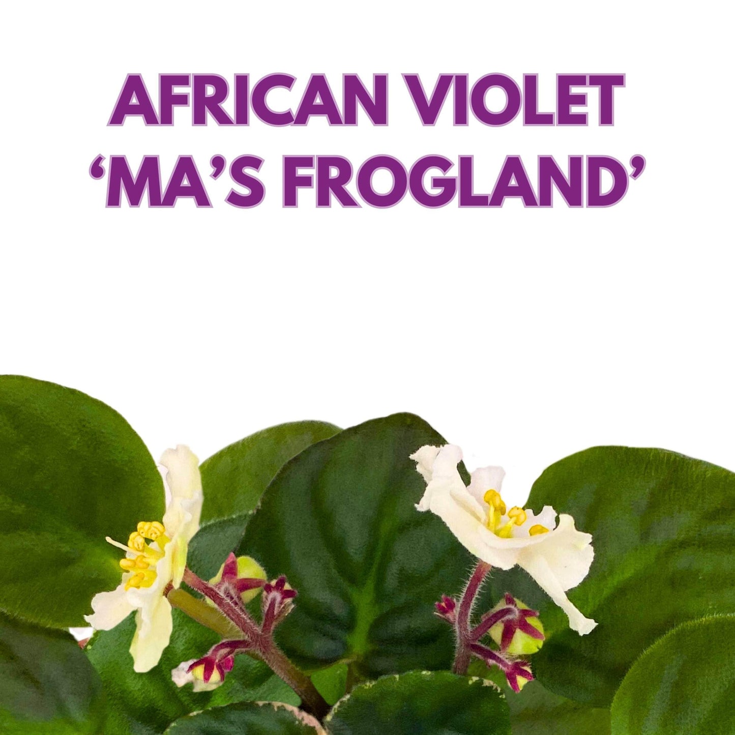 Harmony Foliage Ma's Frogland African Violet Saintpaulia 4 inch