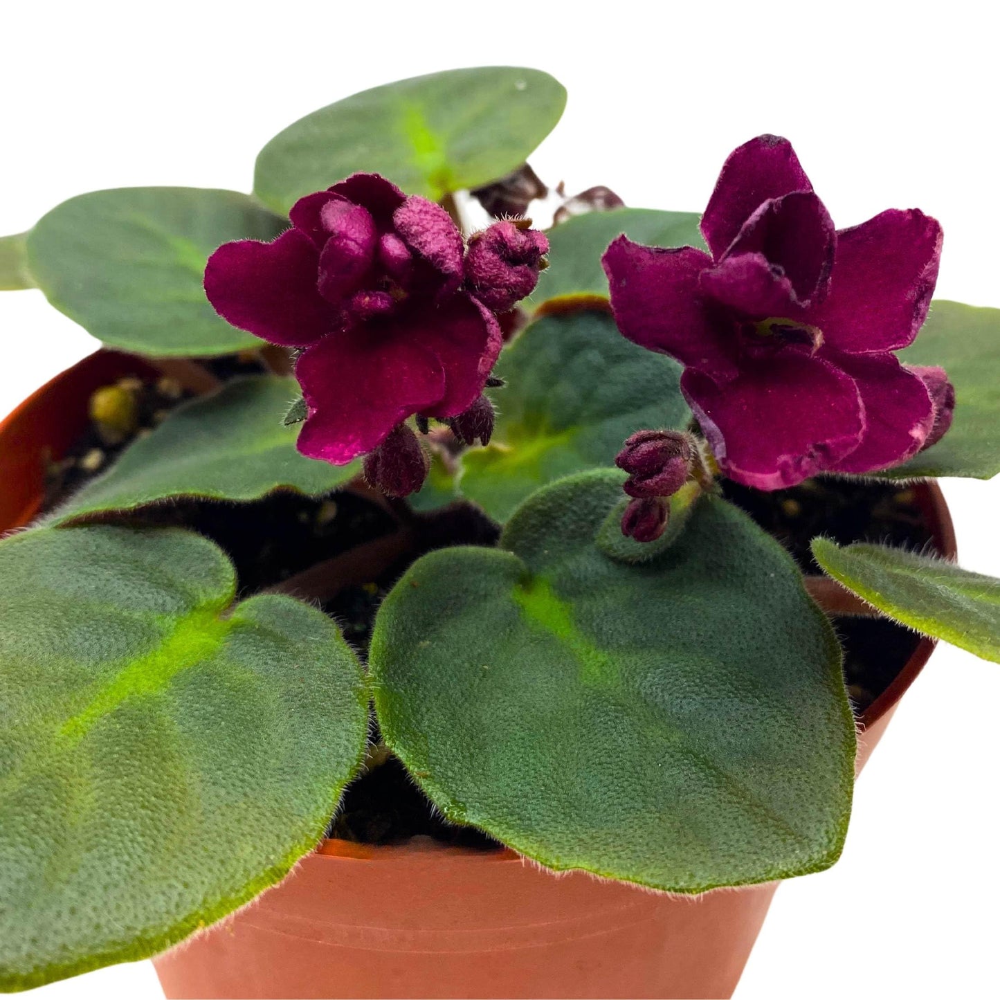 Harmony Foliage Tomahawk African Violet Saintpaulia 4 inch