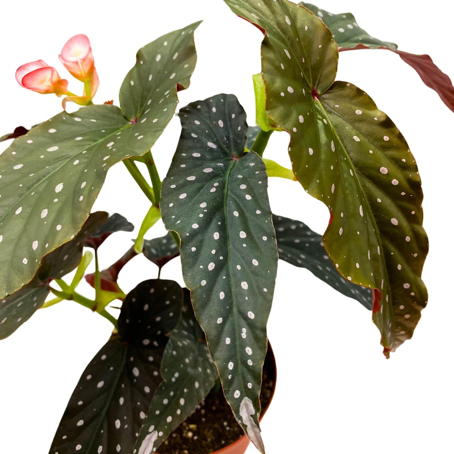 Harmony Foliage Black Magic Angel Wing Cane Begonia 4 inch