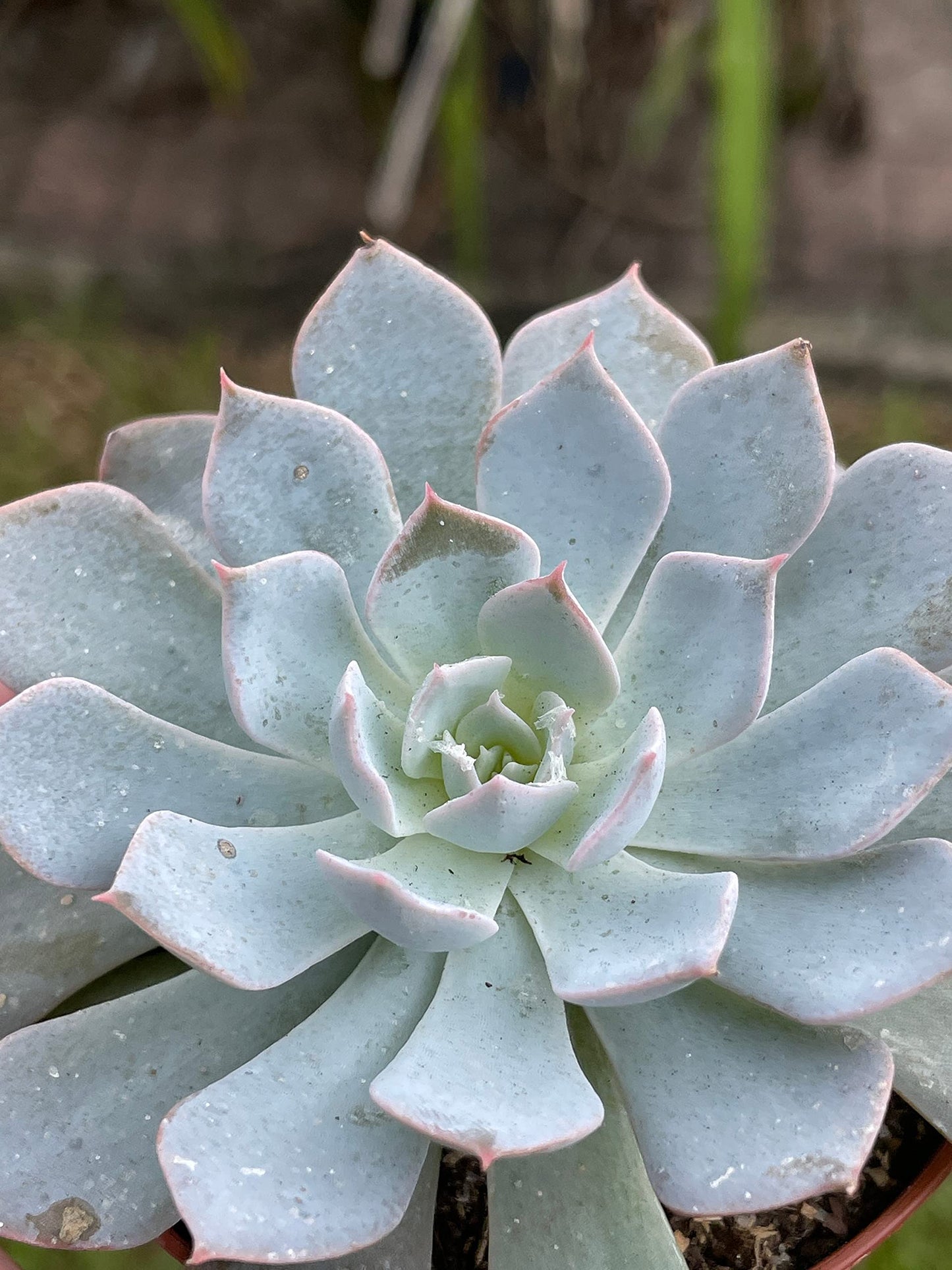 Echeveria peacockii, desmetiana, White Cloud in 3 inch Pot