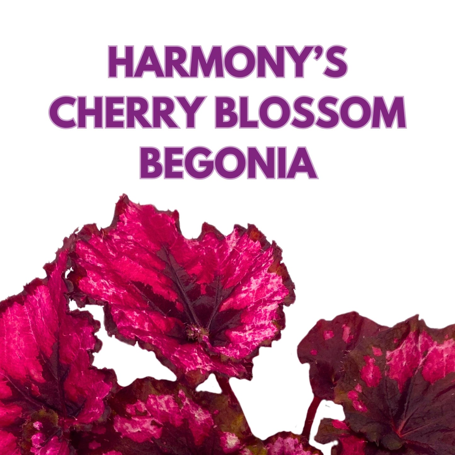 Harmony Foliage Begonia Rex Harmony's Cherry Blossom 6 inch