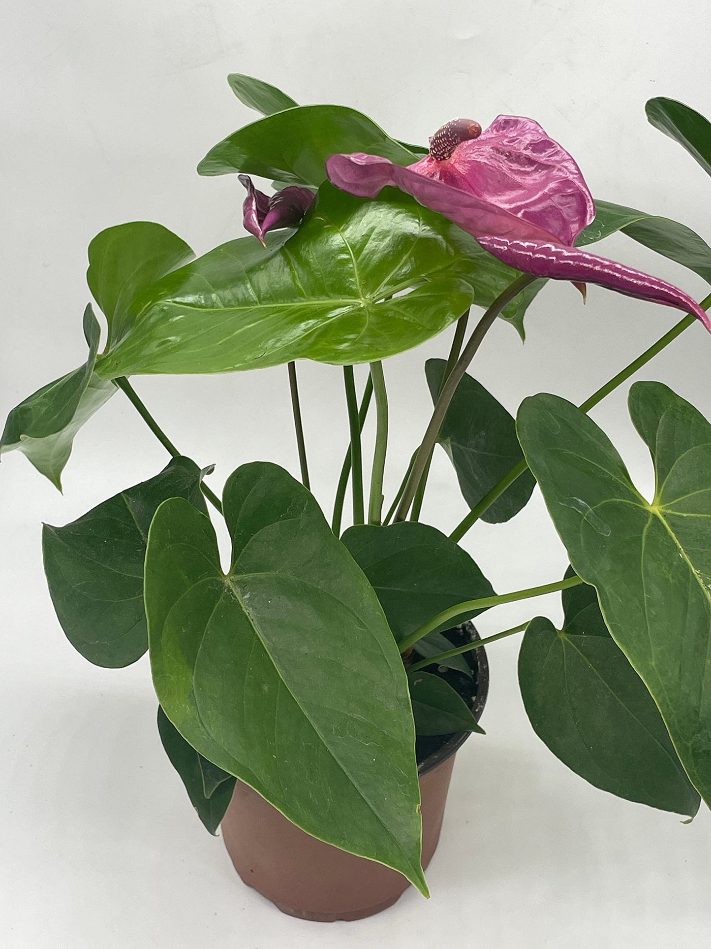 Anthurium Purple, in 6 inch Pot