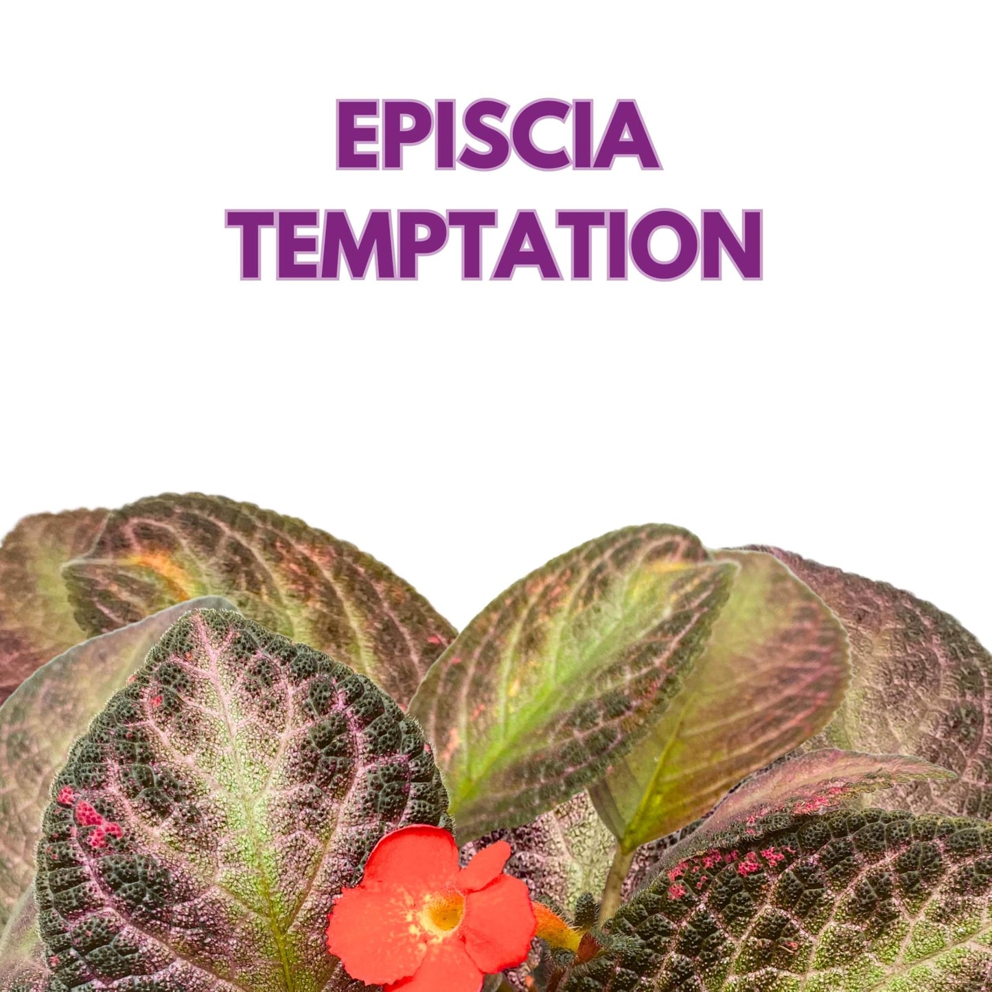 Harmony Foliage Episcia Temptation Purple Flame Violet 6 inch