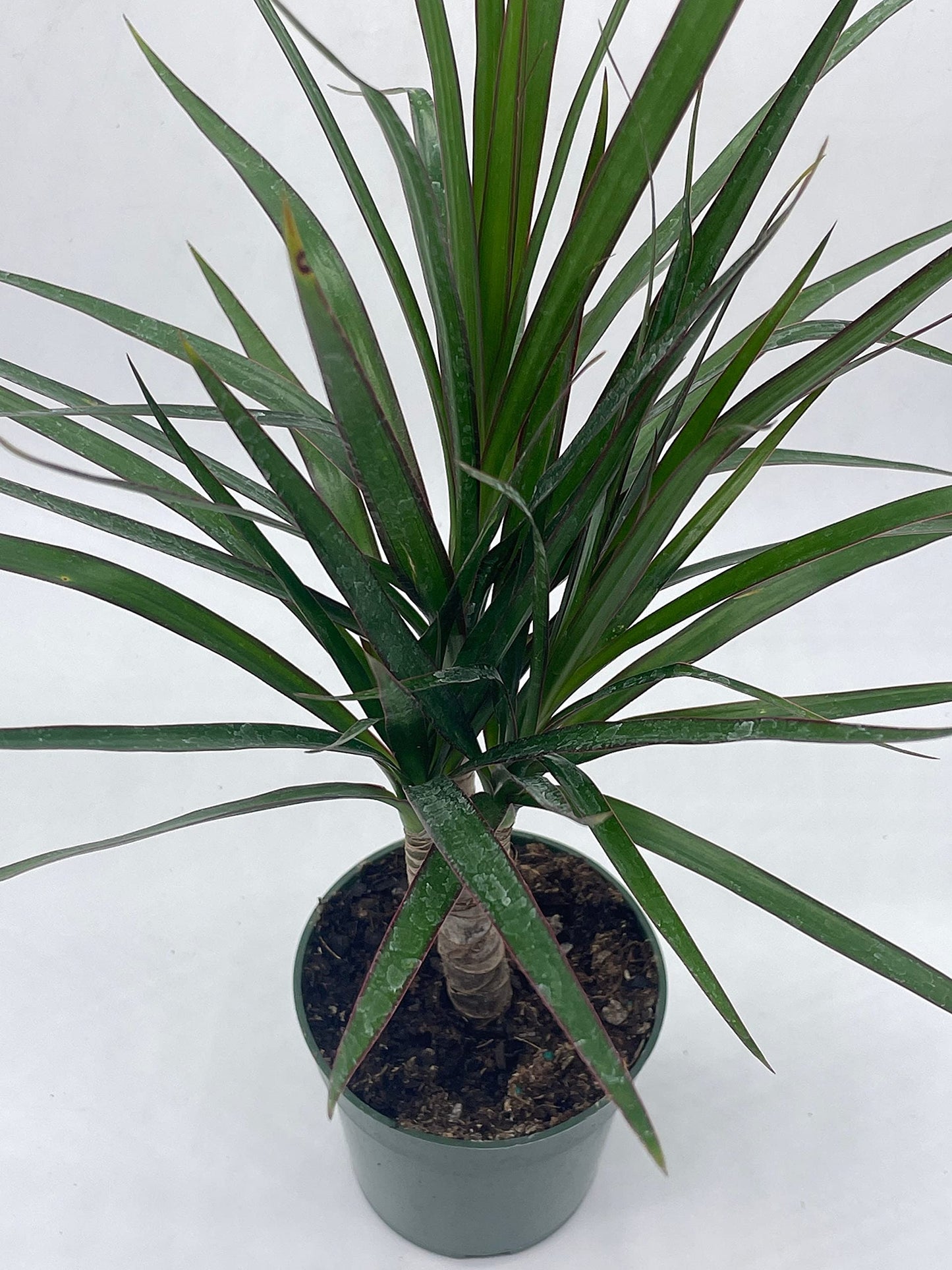 Dragon Tree, Madagascar Dragonplant, Dracaena marginata Hort. Dragontree in a 4 inch Pot Rare House Plant