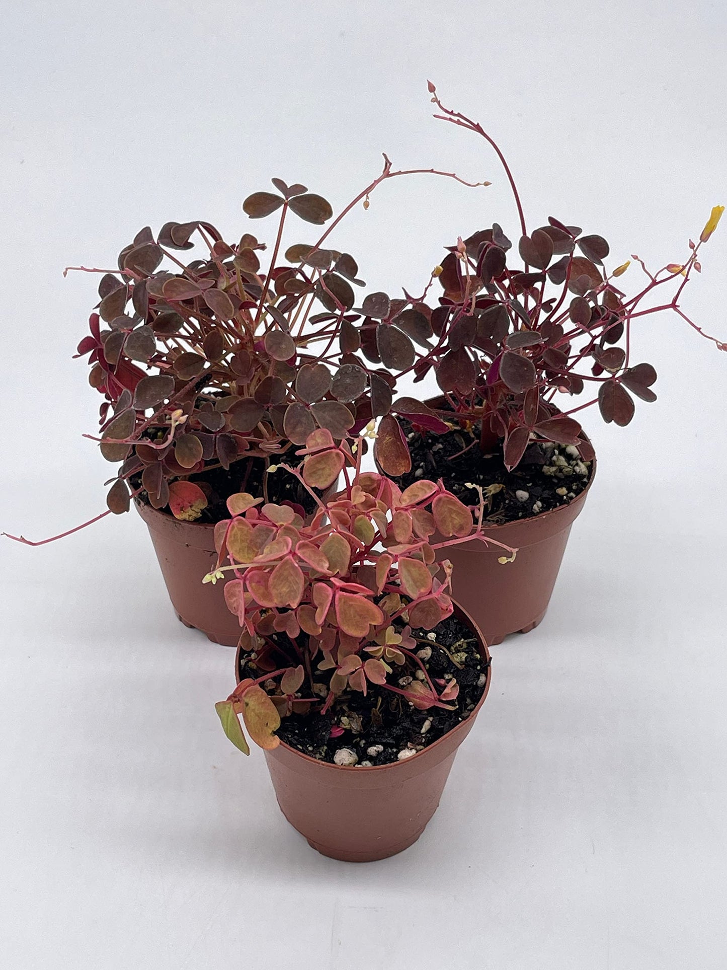 Oxalis Assortment, 2 inch pots, Wood Sorrel Variety, 3 Different Oxalis acetosella, Ebony, Purple Shamrock, and Pink or Cream