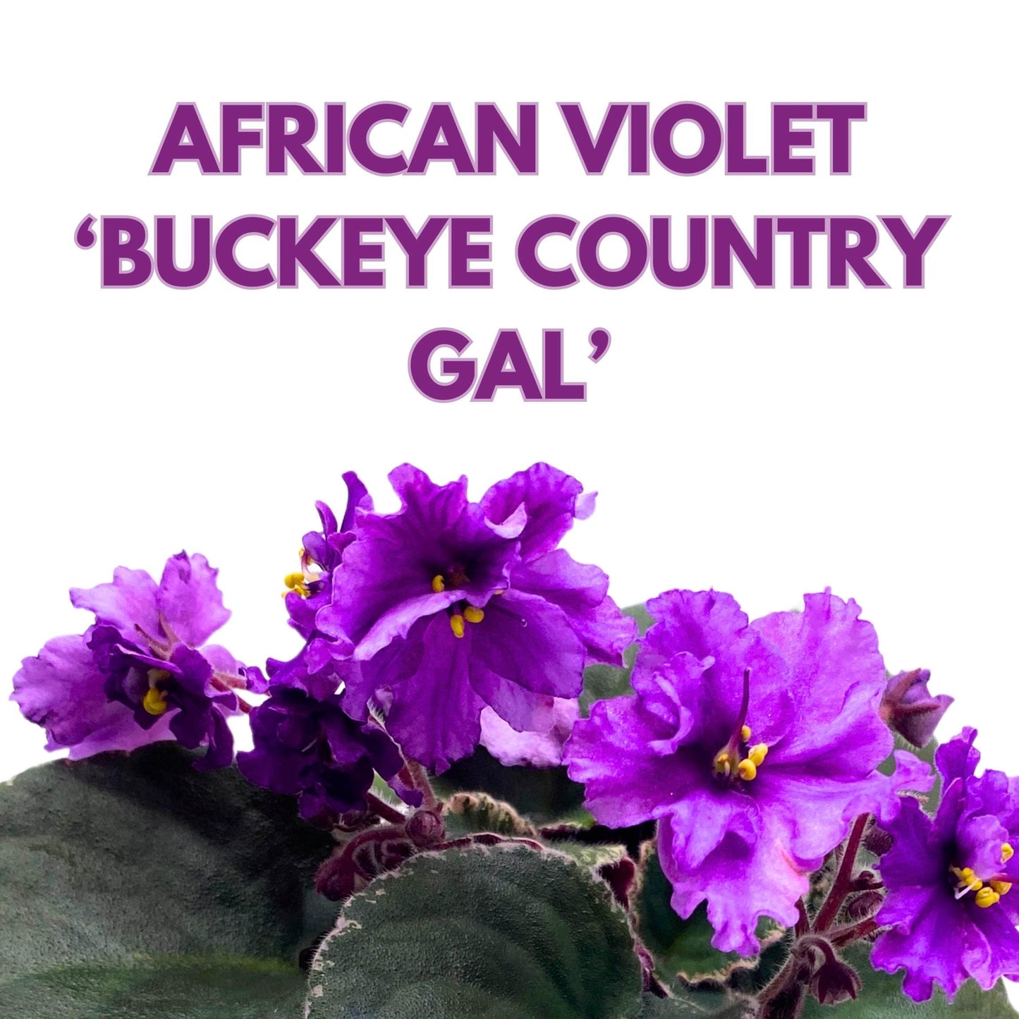 Harmony Foliage Buckeye Country Gal African Violet Saintpaulia 4 inch