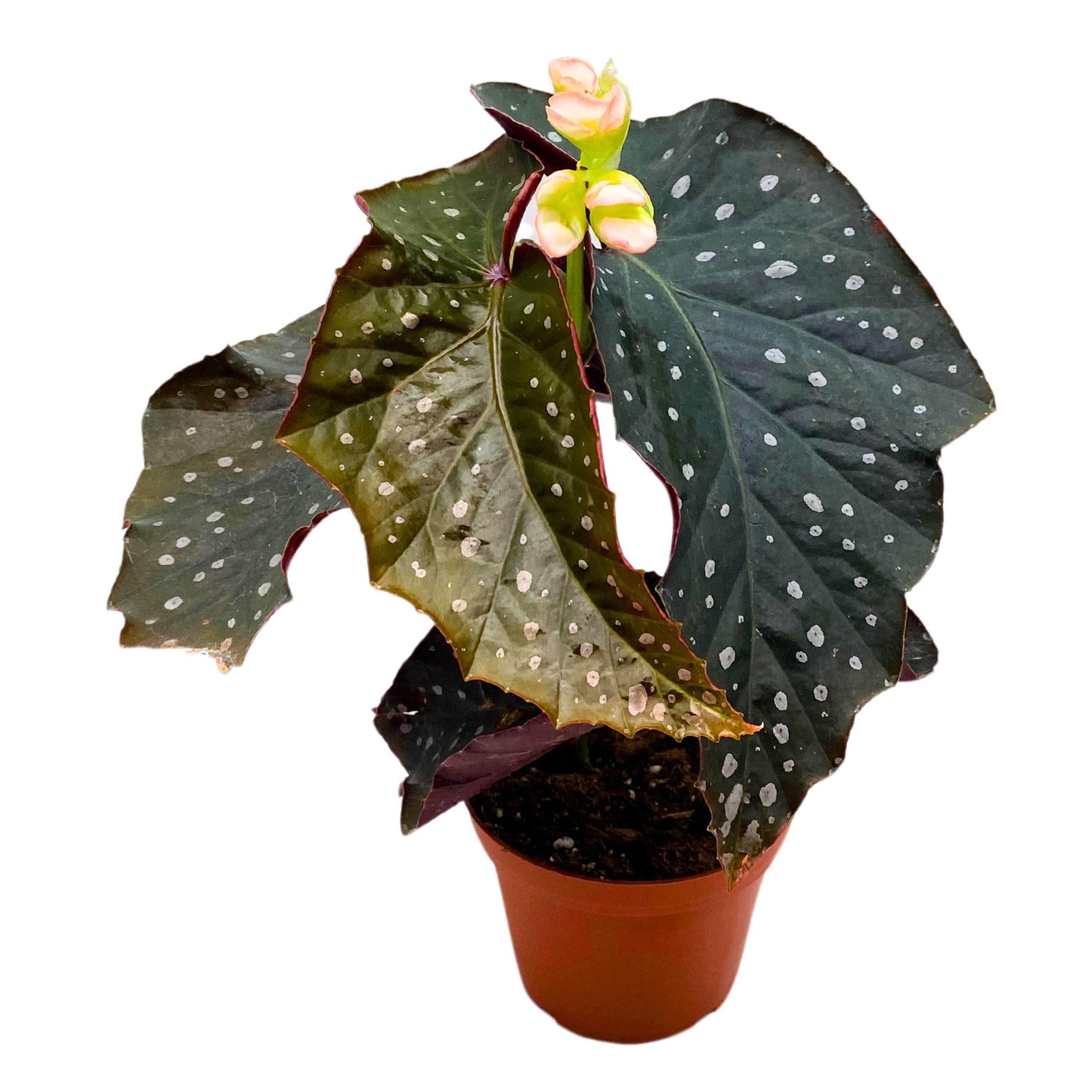 Harmony Foliage Harmony's Viper Angel Wing Cane Begonia 4 inch