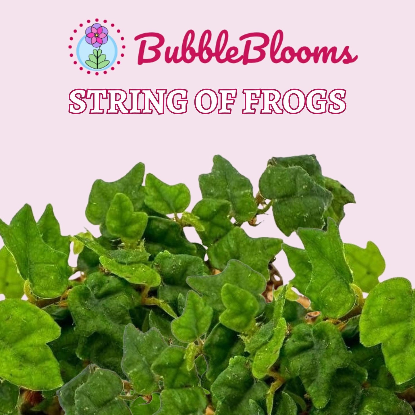 frog feet succulent BubbleBlooms String of Frogs, in a 2 Inch Pot, Frog Feet Plant, Ficus pumila Quercifolia, Oakleaf Tiny Mini Pixie Plant