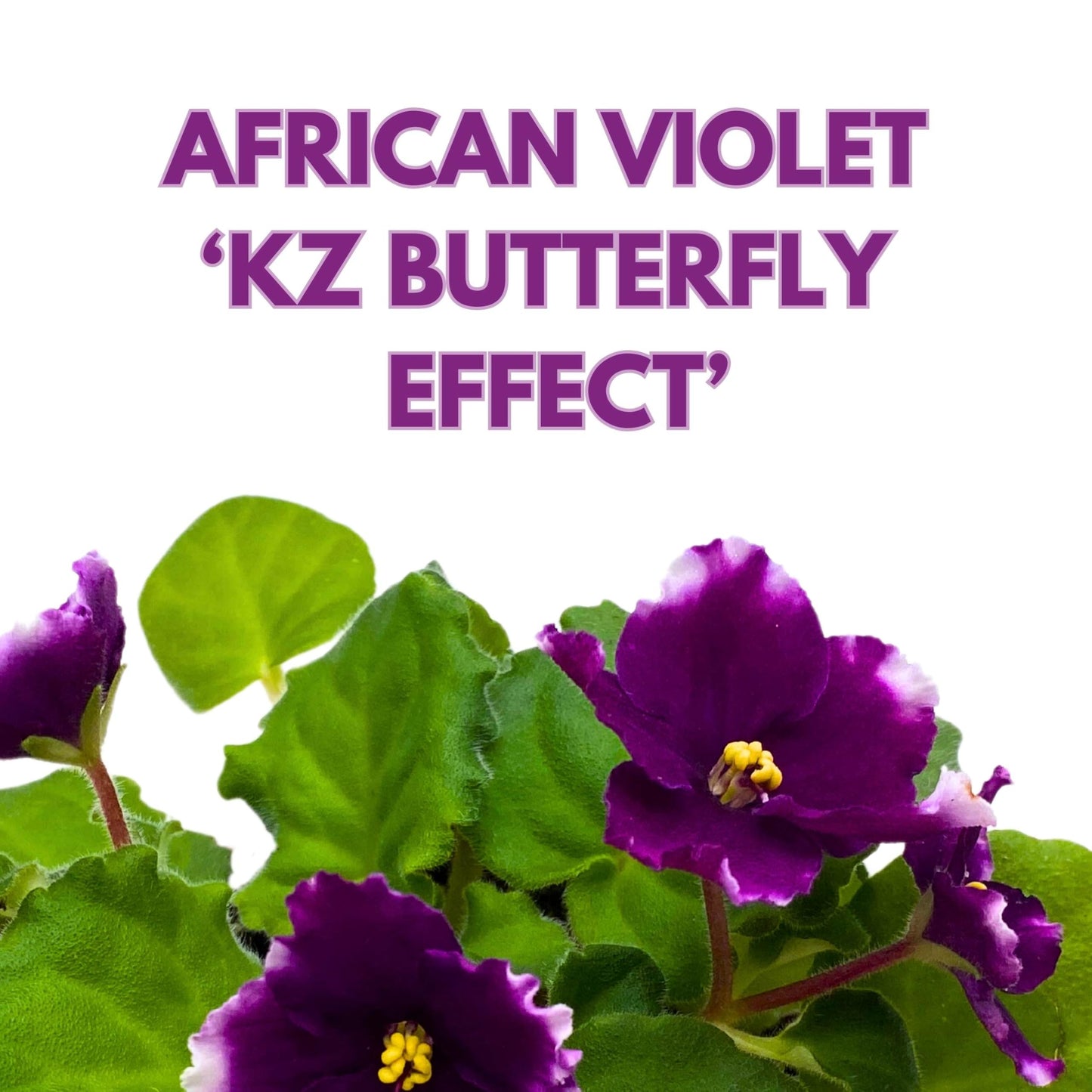 Harmony Foliage KZ Butterfly Effect African Violet 4 inch