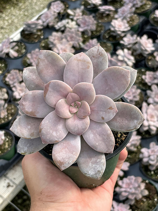 Superbum, Graptopetalum pentandrum subsp in a 4 inch Pot