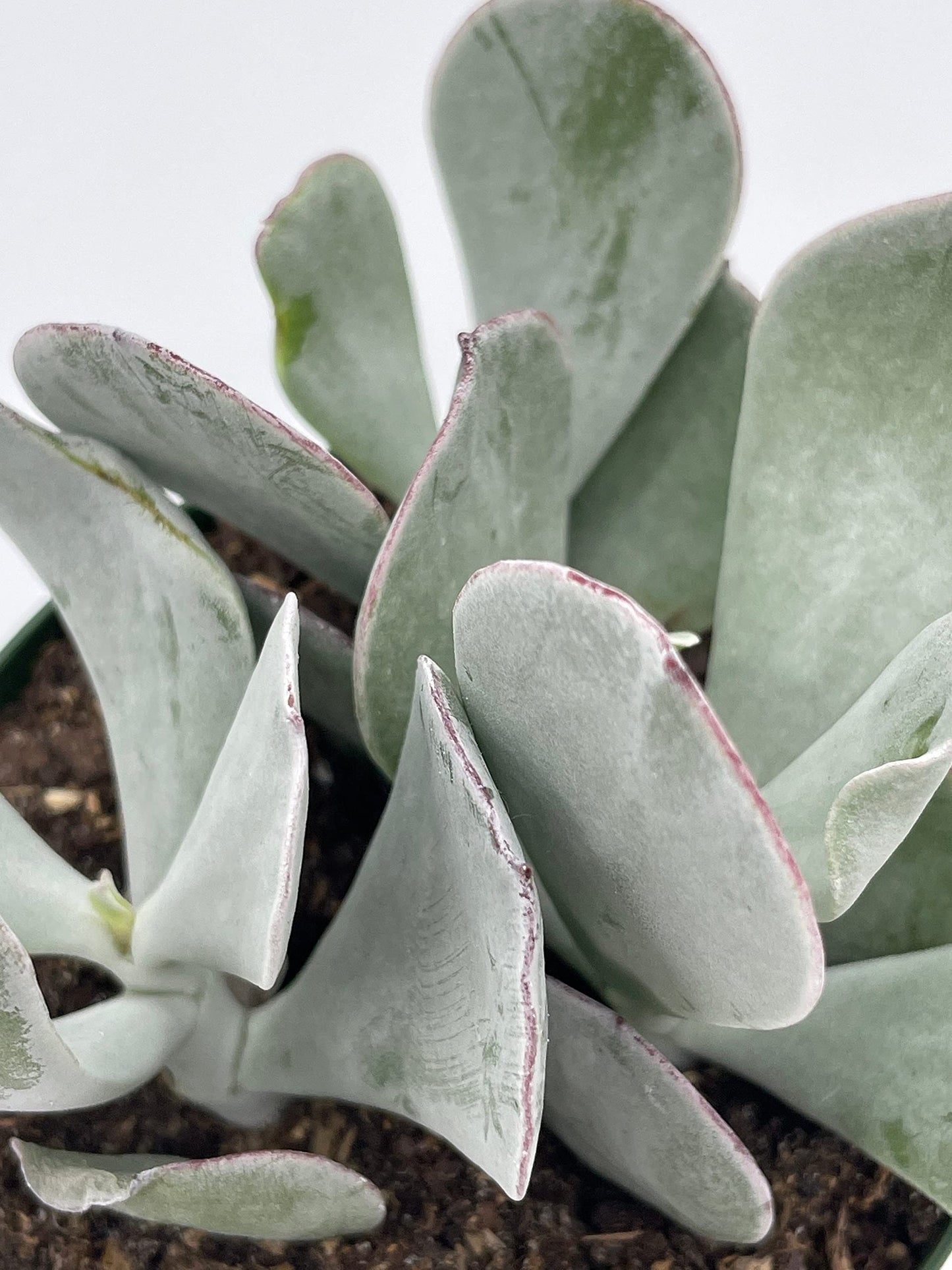 Cotyledon Orbiculata, Pig's Ear, 4 inch Round-leafed Succulent Navel-Wort